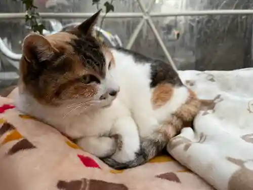 戸越八幡神社(東京都)