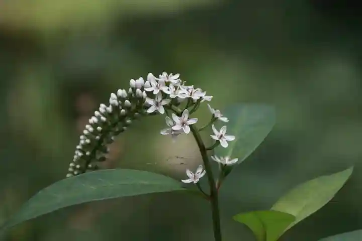 鹿島大神宮の庭園