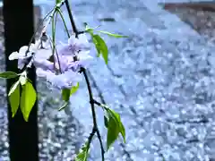 山家神社の自然