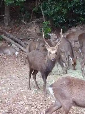 包ケ浦神社の動物