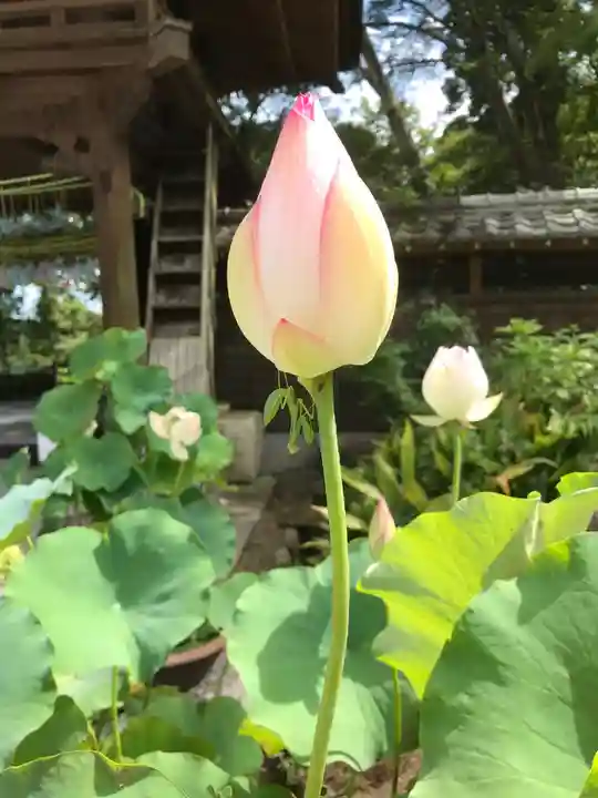 普門寺(切り絵御朱印発祥の寺)の自然