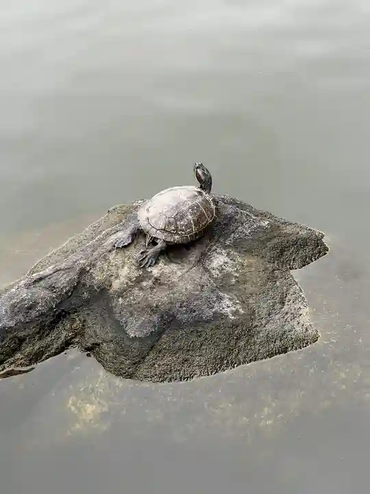 白蛇辨財天(栃木県)