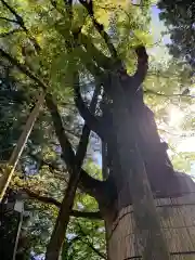 白山比咩神社の自然