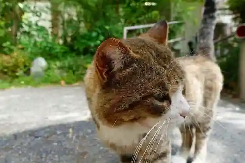 南法華寺（壷阪寺）の動物