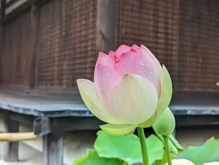 法金剛院(京都府)