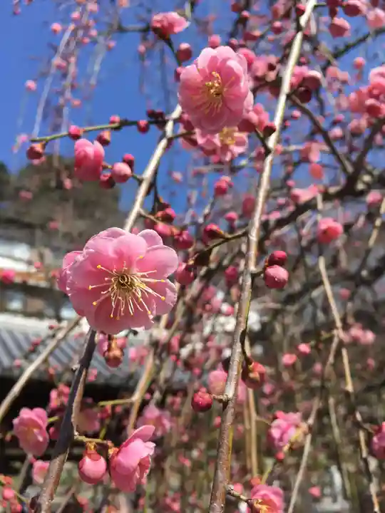 岡寺(龍蓋寺)の自然
