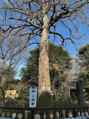 七社神社の自然