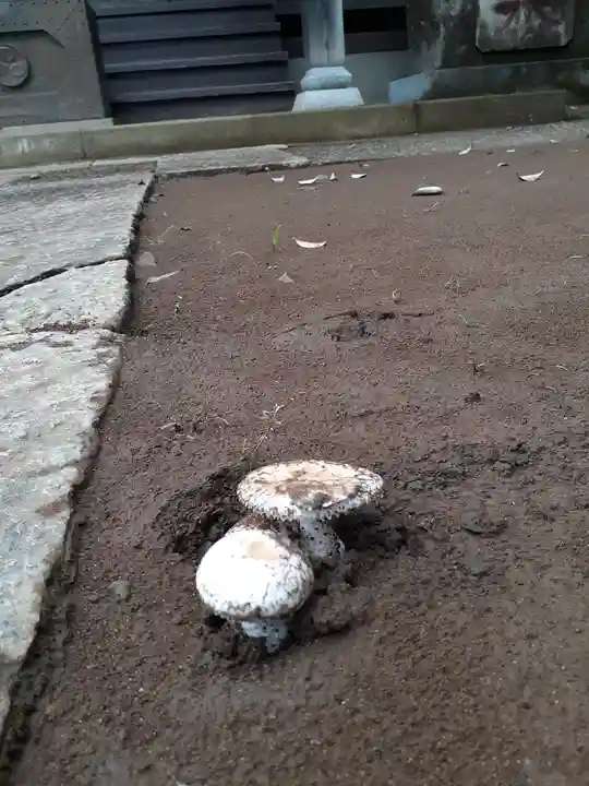 伏木香取神社の自然