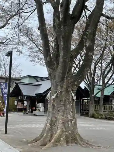 乃木神社の自然