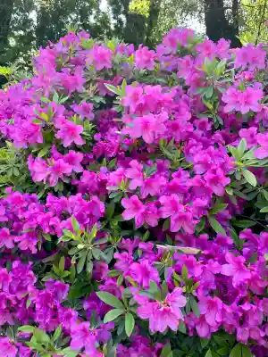 阿佐ヶ谷神明宮(東京都)