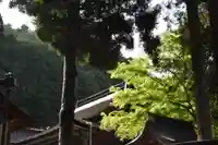 日吉大社の自然