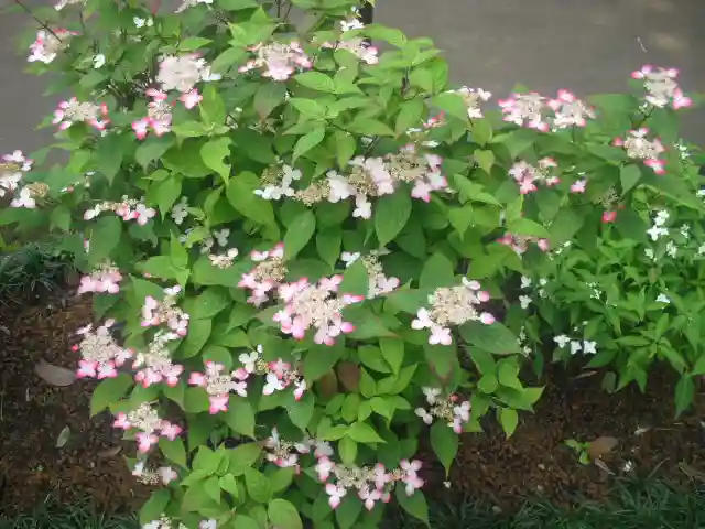 御霊神社の自然
