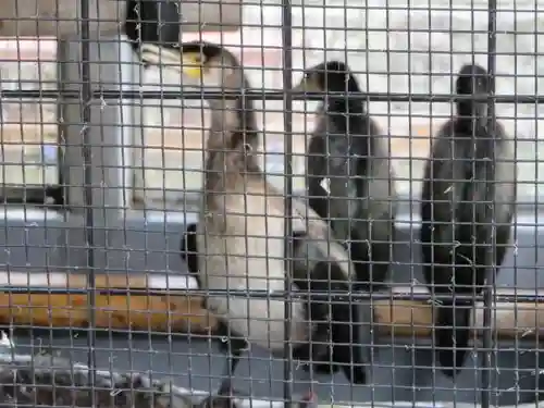 宇治神社の動物