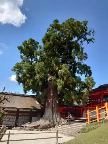 春日大社の自然