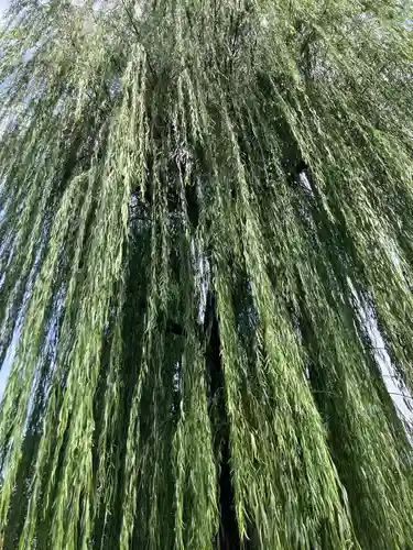 大林院(東京都)