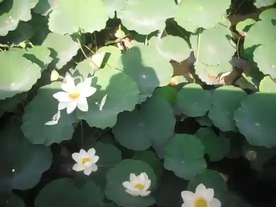 鶴岡八幡宮の自然