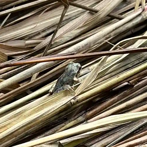 手力雄神社の動物