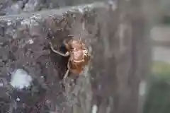 前玉神社の動物