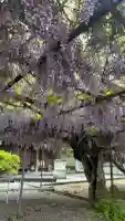 童学寺の{uncategorized: "未分類", other: "その他", undefined: "問題あり", building: "その他建物", grave: "お墓", sacred_gate: "鳥居", guardian: "狛犬", statue: "像", buddha: "仏像", history: "歴史", nature: "自然", garden: "庭園", animal: "動物", pagoda: "塔", temizu: "手水舎", mountain_gate: "山門・神門", sanctuary: "本殿・本堂", subordinate: "末社・摂社", art: "芸術", scenery: "景色", jizo: "地蔵", ema: "絵馬", goshuin: "御朱印", omikuji: "おみくじ", items: "授与品その他", amulet: "お守り", goshuincho: "御朱印帳", eats: "食事", festival: "お祭り", votive_dance: "神楽", shichigosan: "七五三参", wedding: "結婚式", experience: "体験その他", initially: "初詣", around: "周辺", anti_infection: "感染症対策"}