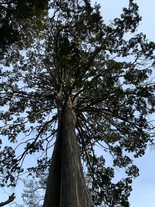 北口本宮冨士浅間神社の自然