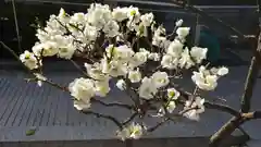 櫛田神社の自然