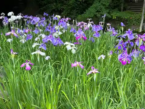 平安神宮(京都府)