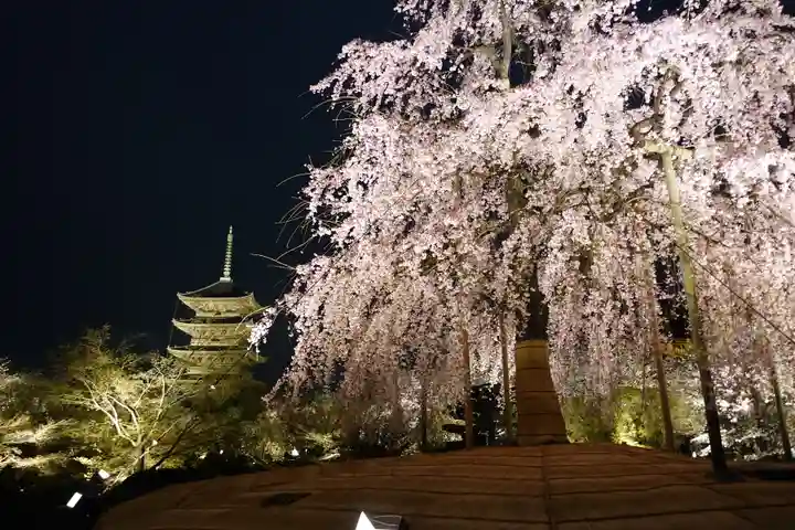 東寺(教王護国寺)の自然