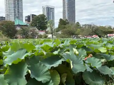 寛永寺不忍池弁天堂の自然
