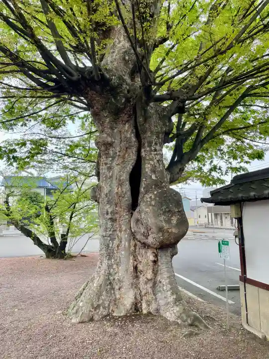 九品寺の{uncategorized: "未分類", other: "その他", undefined: "問題あり", building: "その他建物", grave: "お墓", sacred_gate: "鳥居", guardian: "狛犬", statue: "像", buddha: "仏像", history: "歴史", nature: "自然", garden: "庭園", animal: "動物", pagoda: "塔", temizu: "手水舎", mountain_gate: "山門・神門", sanctuary: "本殿・本堂", subordinate: "末社・摂社", art: "芸術", scenery: "景色", jizo: "地蔵", ema: "絵馬", goshuin: "御朱印", omikuji: "おみくじ", items: "授与品その他", amulet: "お守り", goshuincho: "御朱印帳", eats: "食事", festival: "お祭り", votive_dance: "神楽", shichigosan: "七五三参", wedding: "結婚式", experience: "体験その他", initially: "初詣", around: "周辺", anti_infection: "感染症対策"}