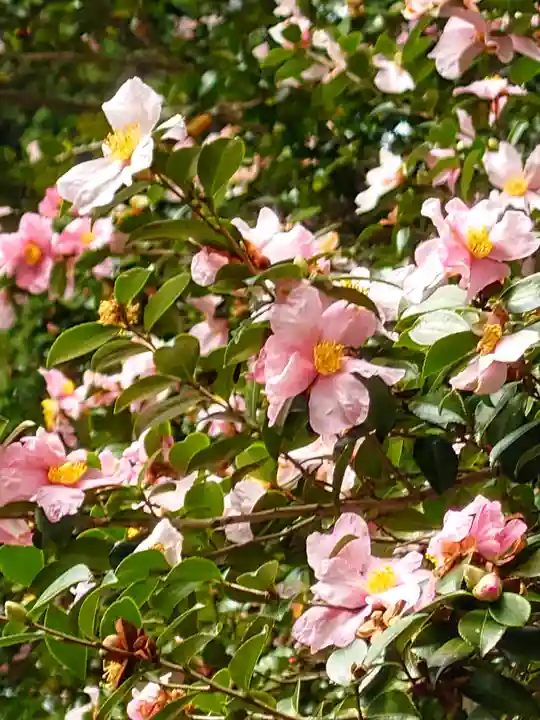 立志神社(滋賀県)