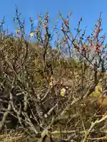 太宰府天満宮(福岡県)