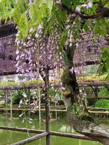 亀戸天神社の庭園