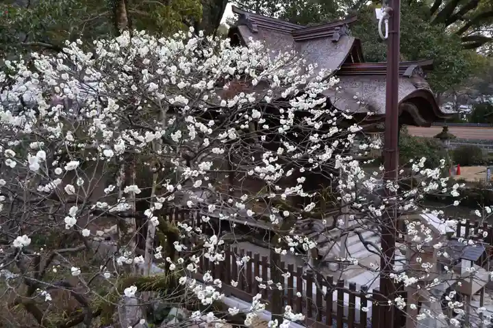 太宰府天満宮(福岡県)