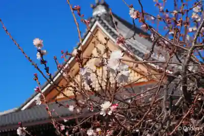 妙蓮寺(京都府)