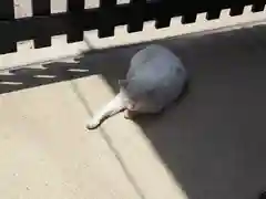 今戸神社の動物