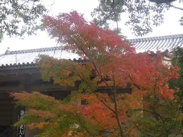 鶴岡八幡宮の自然