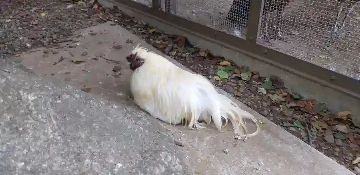 岩槻久伊豆神社の動物