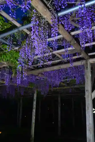 亀戸天神社(東京都)