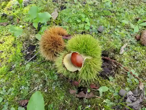 美瑛神社の自然