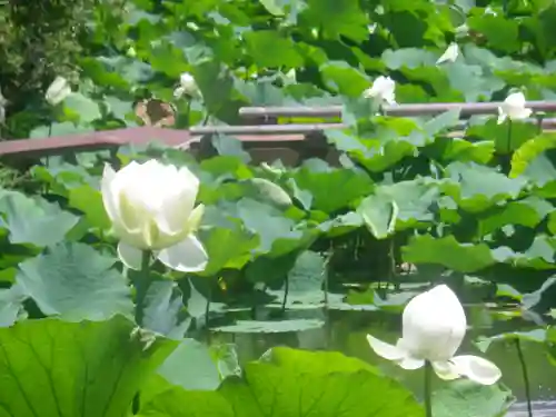 鶴岡八幡宮の庭園