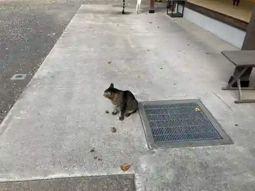 所澤神明社(埼玉県)