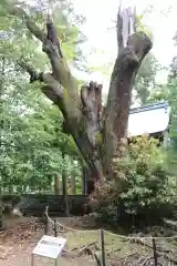 森神社(滋賀県)