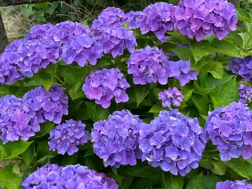 粟井神社の自然
