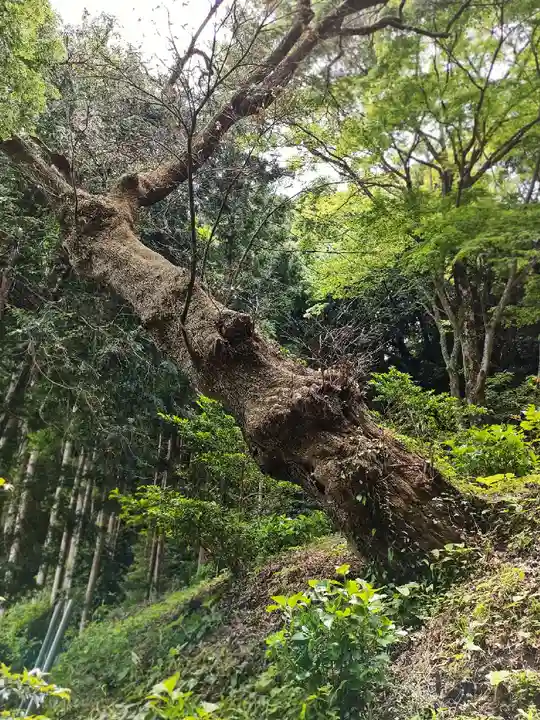 白山神社の自然