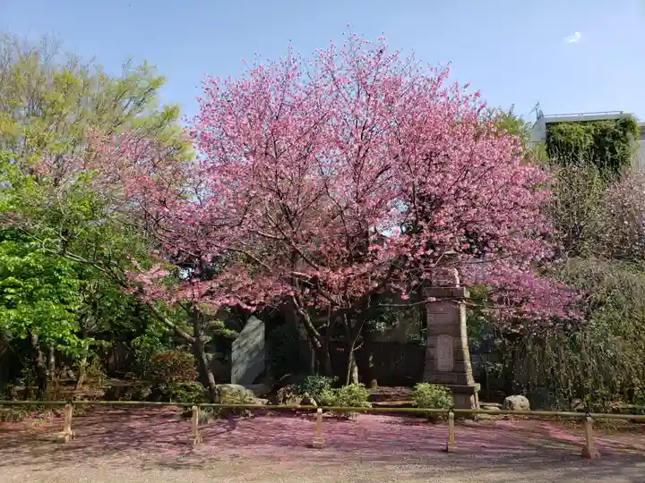 新井薬師(梅照院)の自然