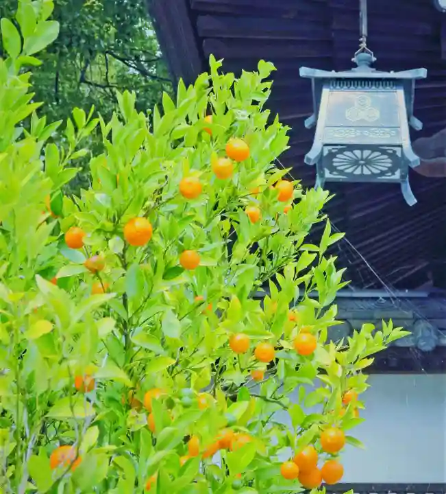 三津厳島神社の自然