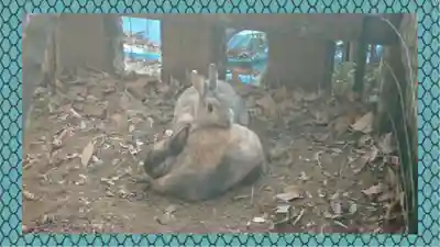 太子堂八幡神社(東京都)