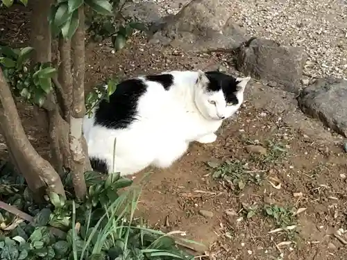 出雲伊波比神社の動物