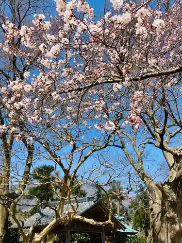 櫻井神社(新潟県)