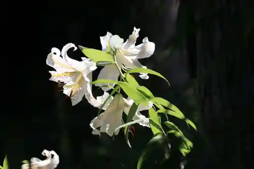和田神社の自然